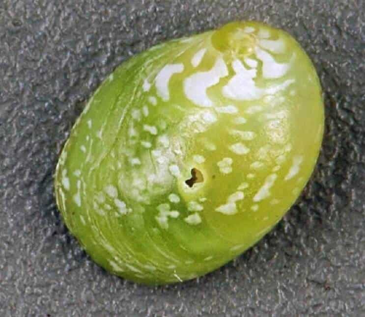 Zümrüt Nerite Salyangoz