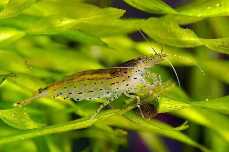 Yamato Karides