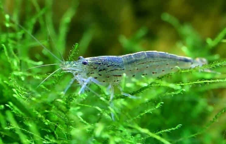 Amano Karides