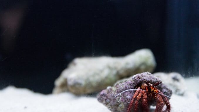 Hermit Yengeç Tankı