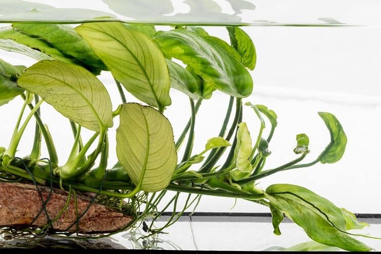 Anubias nana dalgaların karaya attığı odun üzerinde
