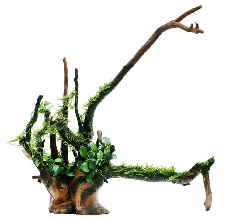 Anubias Nana ve Java Moss