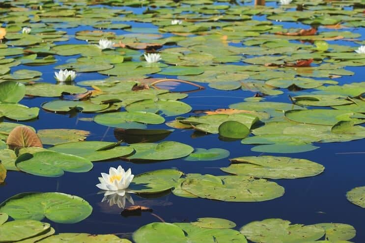 Cüce Zambaklar (Nymphaea nouchali)