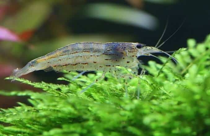 Amano Karides java yosunu üzerinde