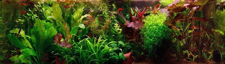Hollandalı Aquascape