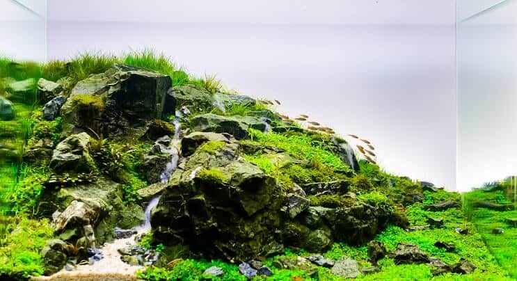 Doğal Aquascape