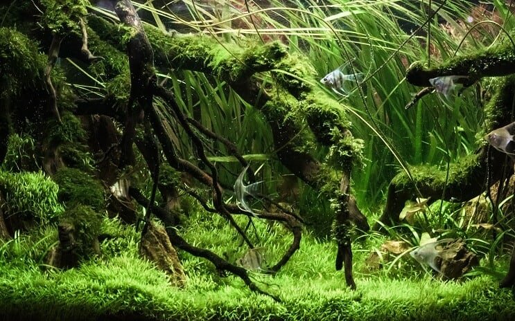 Dikili Tank
