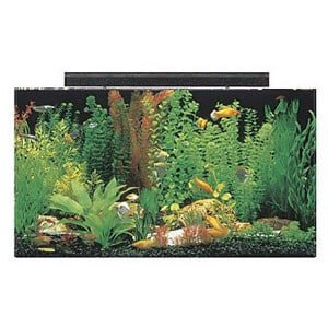 50 Galon Tank Büyük Bir Paludarium için İdeal