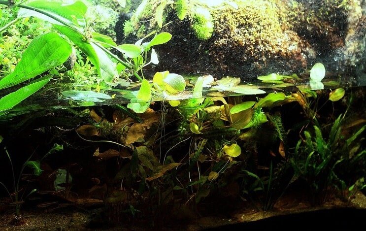 Paludarium Kurulumu