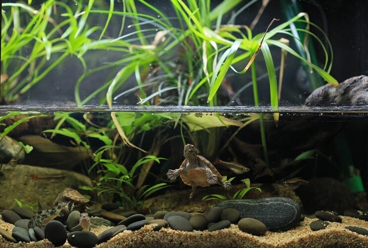 Paludarium Bakımı
