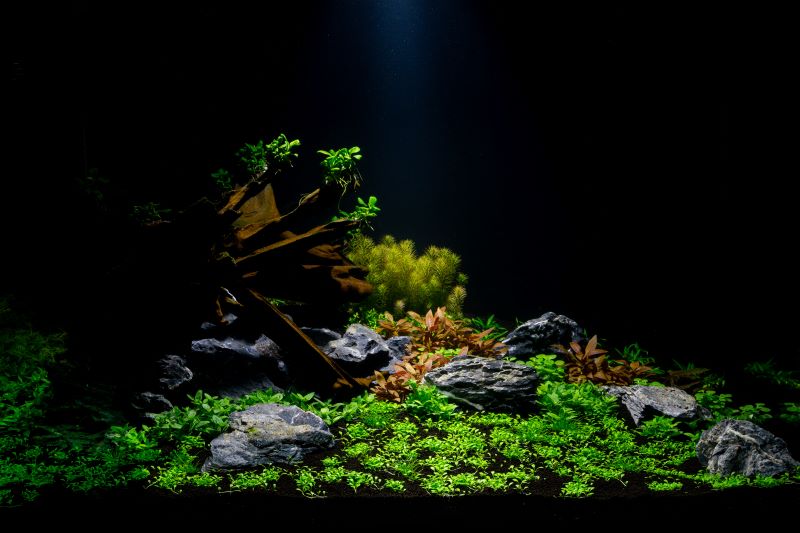 Betta Fish için En İyi Bitkiler