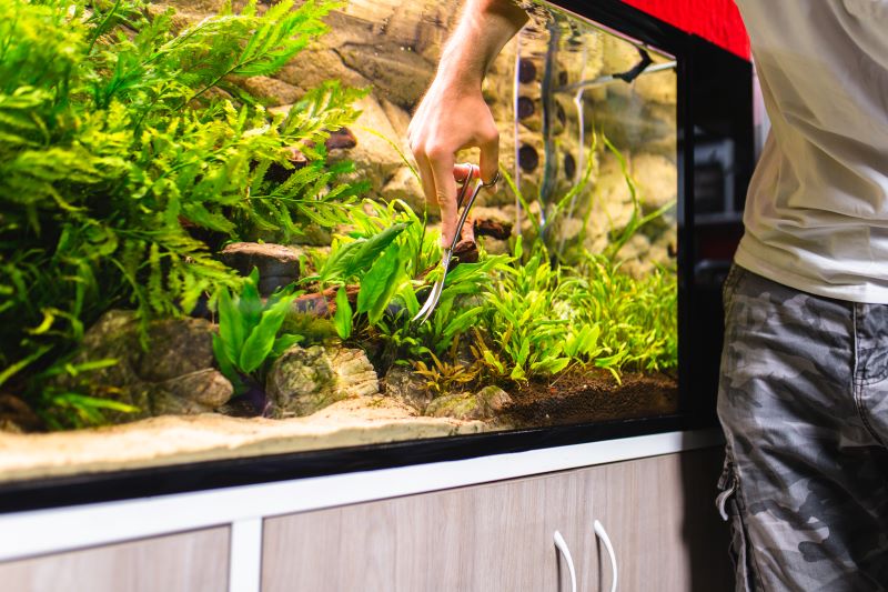 Betta Fish için En İyi Bitkiler