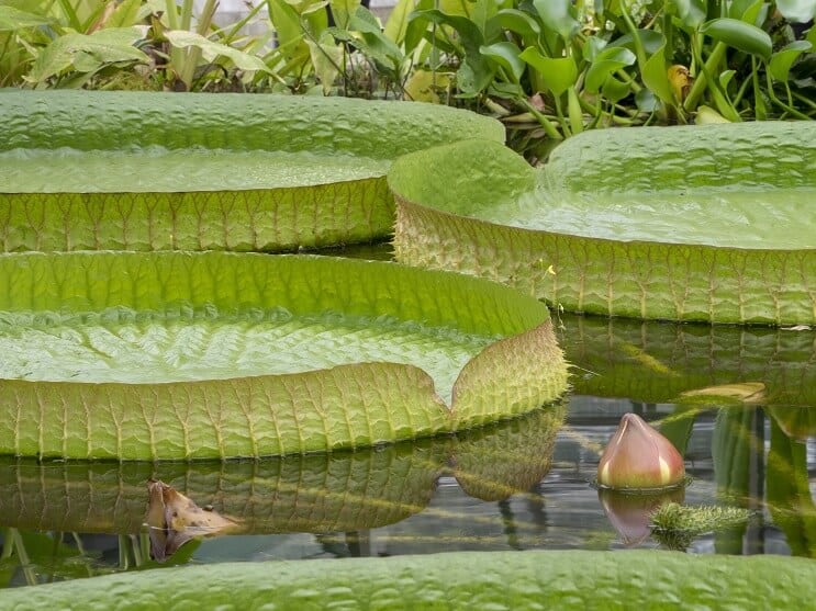 WaterLily Bakımı ve Bakımı