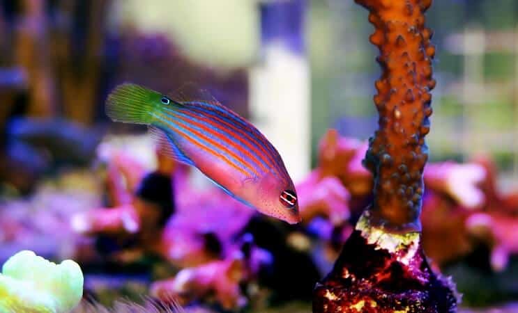 Altı Satır Wrasse