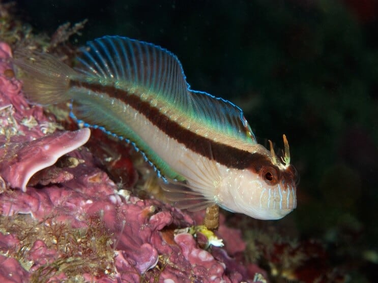 Beyaz Blenny