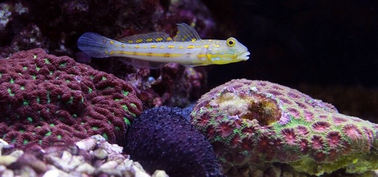 Elmas Bekçi Goby