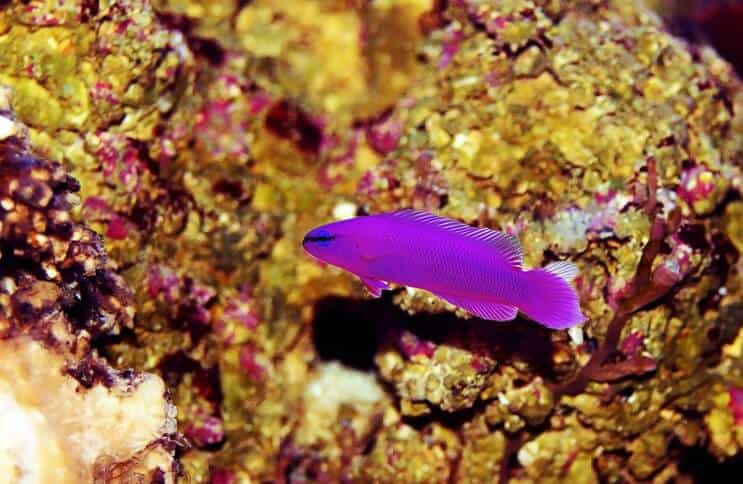 Orkide Dottyback Balık