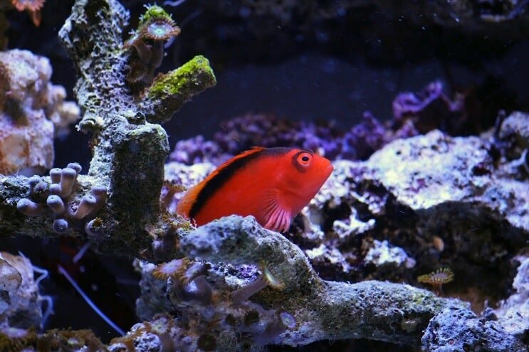 Alev Hawkfish