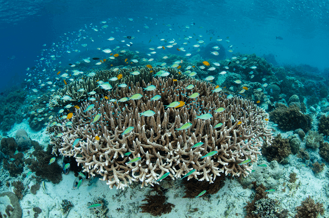 Damselfish Okulu