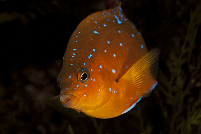 Juvenil Garibaldi