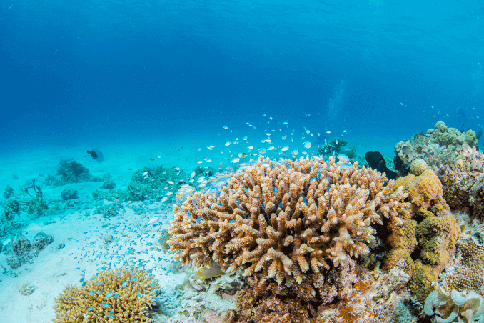 Yeşil Chromis Schoal