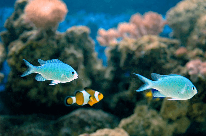 Green Chromis Uyumluluğu