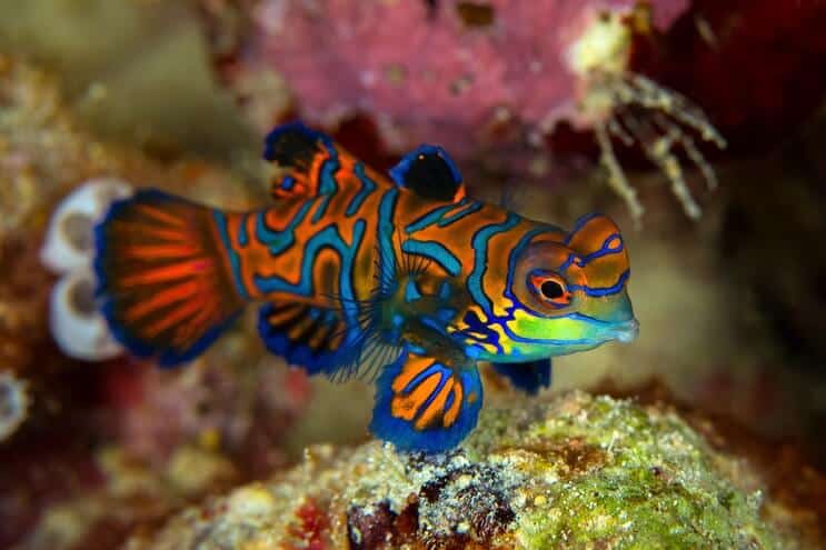 Mandarin Dragonet Görünümü