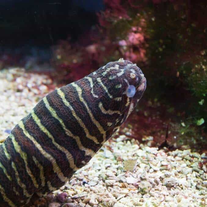 Zebra Moray Yılan Balığı