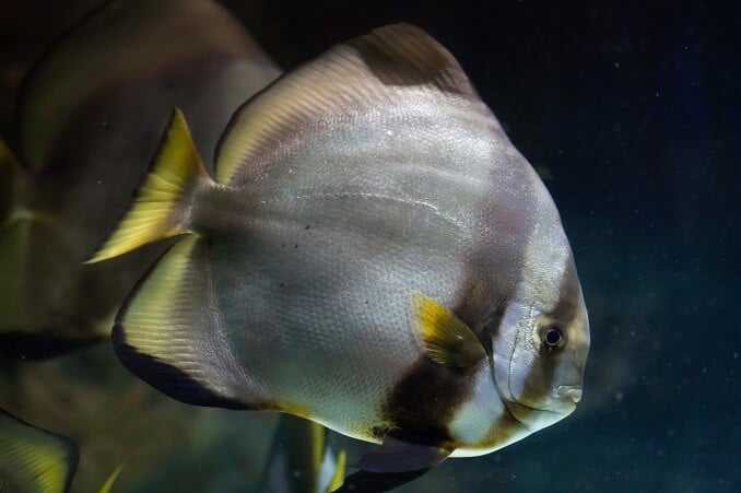Yörüngeli Batfish