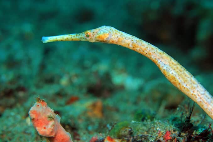 Pipefish Türleri