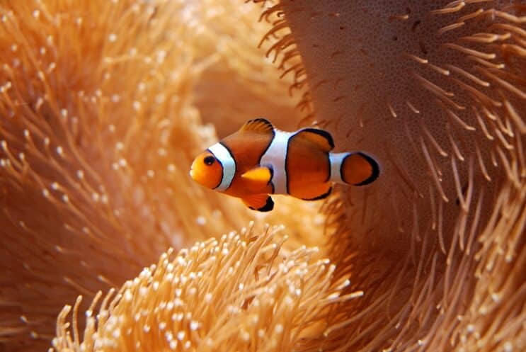 Anemonlu Palyaço Balığı