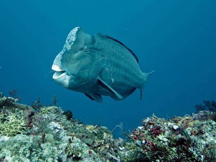 Humphead Papağan Balığı