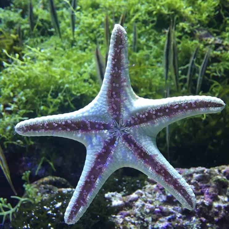 Denizyıldızı Tüp Ayakları